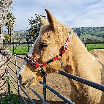 Amazon.com: BlazingPaws® Darlington Luxury Leather Horse